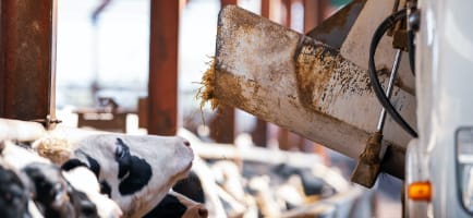 天然ハーブ由来のポリフェノールを含有した飼料を与えられる子牛