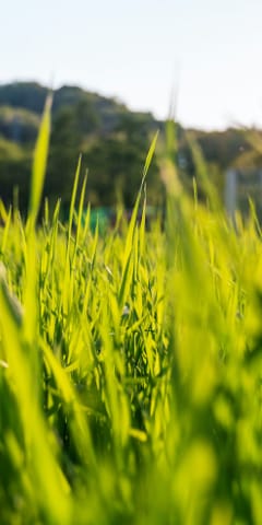 牧草が広がる風景